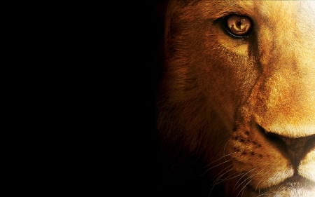 Narnia - movie, lion, aslan, eye, fantasy, black, poster, ship, luminos, orange, narnia