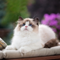 Kitten