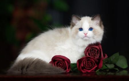 Kitten - white, pisica, kitten, red, rose, ragdoll, cat