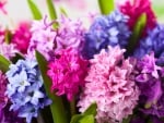 Spring Hyacinths