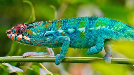 Blue chameleon lizard - reptilia, squamata, chamaeleonidae, chameleon