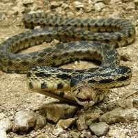 Pacific gopher snake