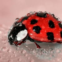 Lady Bug with Water Droplets