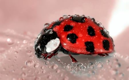 Lady Bug with Water Droplets - lady bug, insect, wet, animals