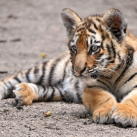 tiger cub