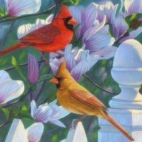 Cardinals & Magnolias