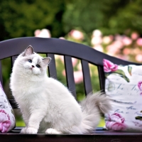 Pretty Cat