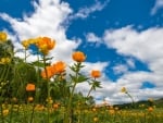 Lovely Flowers