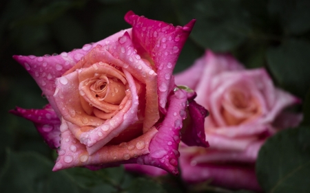 Roses - summer, dew, water drops, trandafir, rose, flower, pink