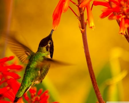 Hummingbird Green Back - flowers, bird, animal, green, hummingbird