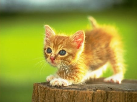 Cute Red Kitty - animal, cat, kitty, red