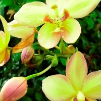 Yellow Orchids