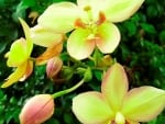 Yellow Orchids