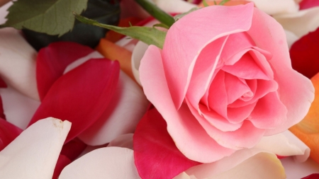 Pink Beauty - nature, roses, petals, pink, flowers