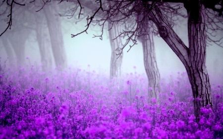 Misty blossom forest - purple, flowers, forest, trees