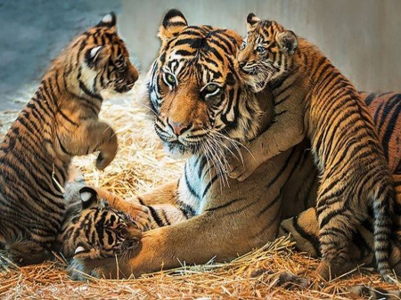 Wild love - cubs, mother, tigers, three