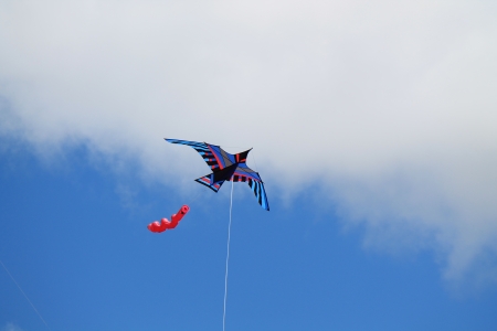 Kite - bird, clouds, photo, kite