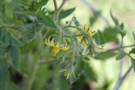 Tomato blooms - blooms, plant, tomato, photo