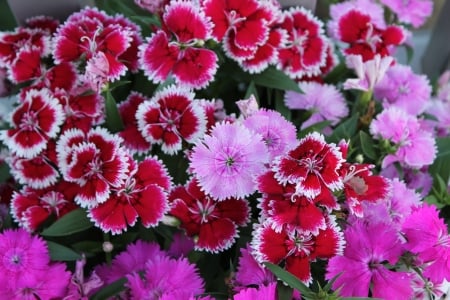 flowers - white, pink, red, flowers, photo