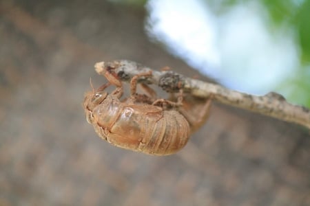 bug shell - brown, shell, photo, bug