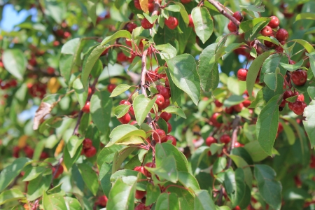 Crab Apple - tree, apple, photo, crab