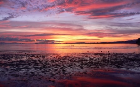 Beautiful Magenta Sunrise - clouds, nature, beach, sunrise, sky