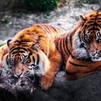 tigers chilling