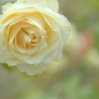 creamy white rose