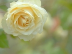 creamy white rose