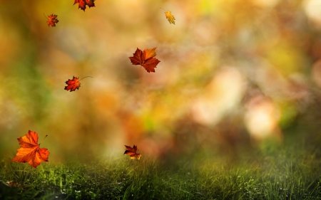 autumn symphony - leave, autumn, symphony, grass