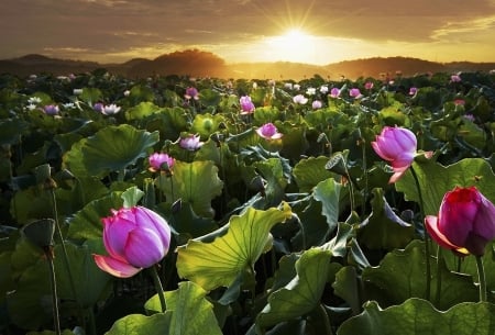 Flower Field at Sunset - nature, field, sunset, flower