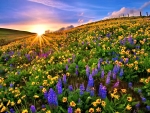 Colorful Flower Field