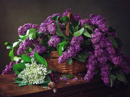 Still life with a basket of lilacs - white, purple, basket, lilac, still life, flower, spring, daykiney