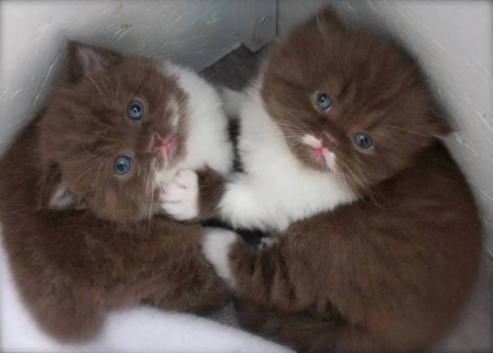 Cute Two Kittens - cute, animal, kittens, cat