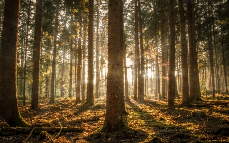 Forest - trees, forest, nature, sunbeams