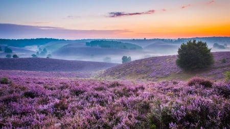 Sea of Purple - flowers, trees, nature, purple, field, sky