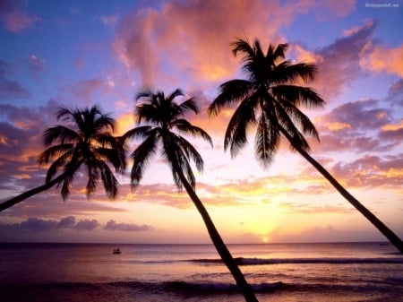 Beach at Sunset - nature, ocean, beach, trees, clouds, sunset, palm