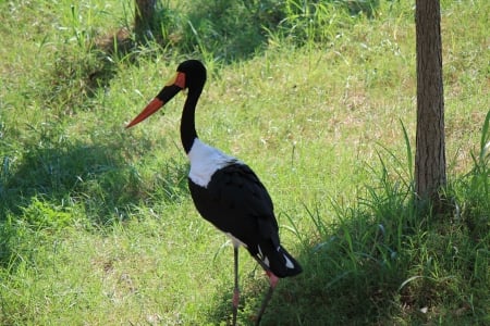 bird - bird, zoo, big, photo