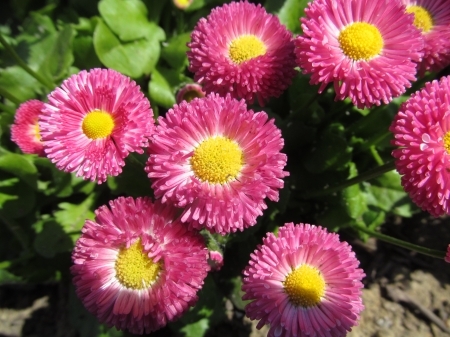 Tiny Pink - Yellow, Flowers, Blooms, Plants, Pink, Petals