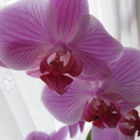 Pink Orchid