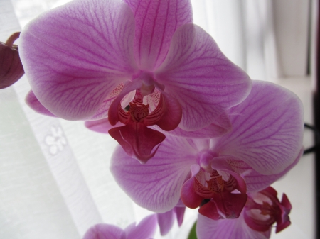 Pink Orchid - orchids, flora, petals, blooms, flowers