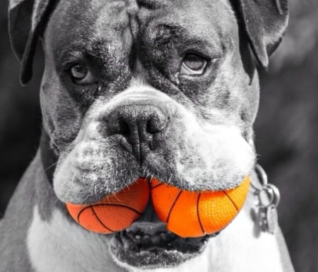 Pump-up the volume - ball, funny, animal, black, caine, bw, white, john wilhelm, orange, dog