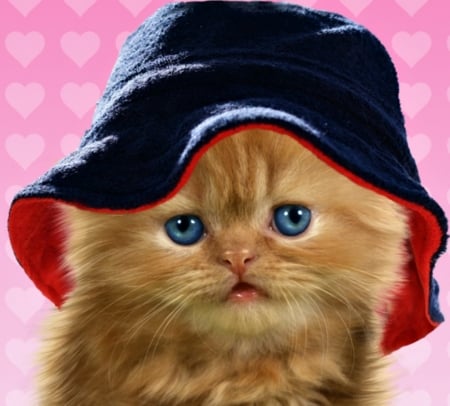 Kitten - funny, animal, pink, cute, cat, blue, pisica, kitten, hat, orange, ginger