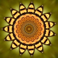 Butterfly Mandala