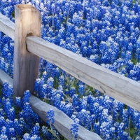 fence and blue flowers