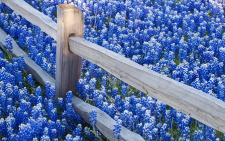 fence and blue flowers - fence, field, flowers, blue