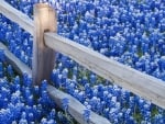 fence and blue flowers