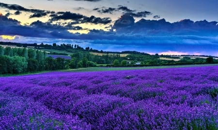 Flower Field - nature, sky, field, flower