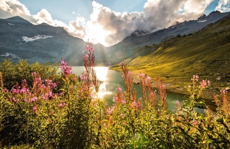 Mountain River - nature, mountain, flower, river