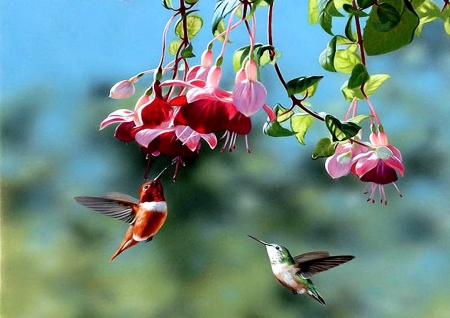 Hummingbirds - blossoms, painting, artwork, fuchsia, flower